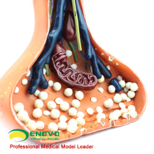 BRAIN15(12413) Spinal Cord In The Spinal Canal Medical Model